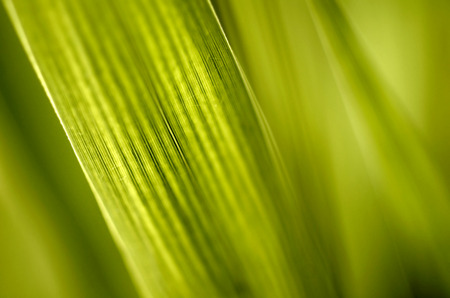 Green grass background textureの写真素材