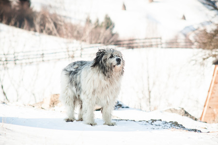 Huge Romanian shepherd dogの写真素材