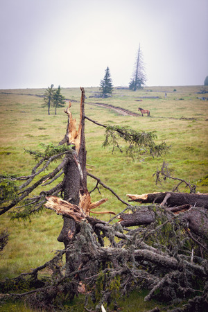 Fallen spruce treeの写真素材