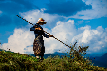 Old woman working on the fieldの写真素材