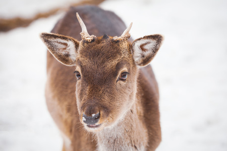 Little male deer portraitの写真素材