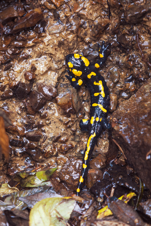 Fire salamander climbing on rocksの写真素材