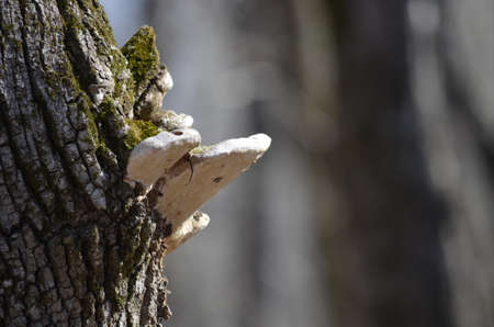 Fungus on treeの写真素材
