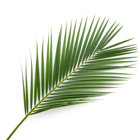 A single, vibrant green palm frond is presented against a clean white backdrop. This natural element showcases the delicate structure and lush color of a tropical plant leaf.の素材