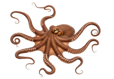 An intricately detailed octopus is captured with its many tentacles spread wide, showcasing the creature's unique form and textured skin. This marine cephalopod is a marvel of ocean life.の素材