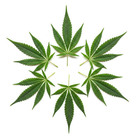A circular pattern of fresh green cannabis leaves arranged on a pure white background, showcasing their distinct shape and vibrant color.の素材