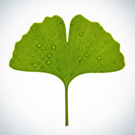 Ginkgo leaf with fresh water drops isolated on a white background, highlighting its intricate veins and vibrant green color.の素材