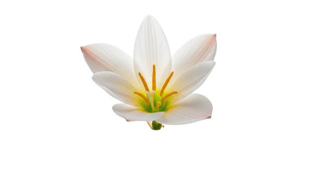 A single, elegant white tulip flower is shown from above, its petals unfurling to reveal a vibrant yellow center and delicate pink accents.の素材