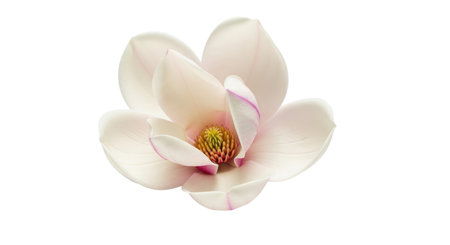 A single, elegant magnolia flower with soft pink and white petals and a vibrant yellow center, isolated against a clean white background.の素材