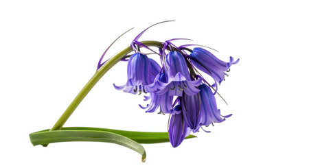 A single stem of vibrant bluebell flowers with drooping bell-shaped blossoms and green leaves against a clean white background.の素材