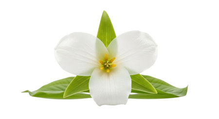 A delicate white trillium flower with three petals and green leaves is presented against a stark white background.の素材