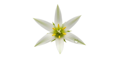 A single, delicate white flower with six pointed petals and a vibrant yellow center, isolated on a white background.の素材