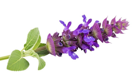 A single stem of a flowering plant displays clusters of small, vibrant purple flowers and broad green leaves against a clean white backdrop.の素材