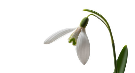 A single, elegant snowdrop flower with white petals and a hint of green, set against a clean white backdrop.の素材