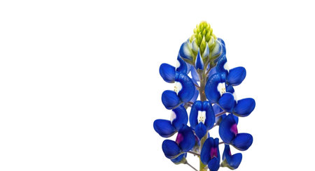 A single, detailed bluebonnet flower with bright blue petals and a green stem stands out against a pure white backdrop.の素材