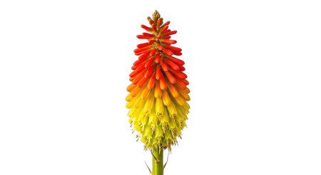 A single Kniphofia flower, also known as a Red Hot Poker, displays a vibrant gradient of red, orange, and yellow petals.の素材