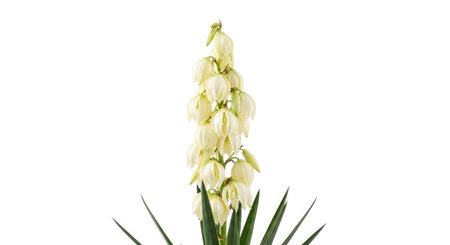 A striking vertical bloom of numerous small, bell-shaped creamy white yucca flowers rises from sharp, dark green sword-like leaves.の素材