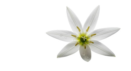A single, delicate white flower with six pointed petals and a vibrant green center. Isolated on a clean white background.の素材