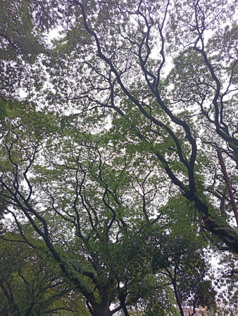 Looking up through the intricate branches and leaves of a large, mature tree, creating a dappled...