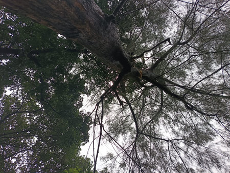 A low-angle view of a forest canopy with intertwined branches and leaves against a bright, overcast...