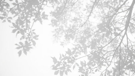 A tranquil image showcasing the delicate silhouettes of leaves against a soft, diffused light background.の素材