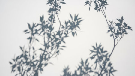 A detailed shadow of a plant with delicate leaves is cast on a light-colored wall, creating an intricate and artistic pattern.の素材