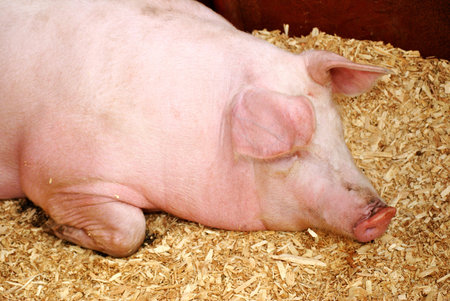 Pig Sleeping on Hay