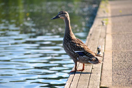 Female Mallard Standing on a Wooden Dockの写真素材