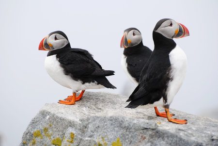 Three Puffins Standing on a Rock の写真素材