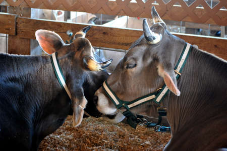 Two cows very close in a barn の写真素材