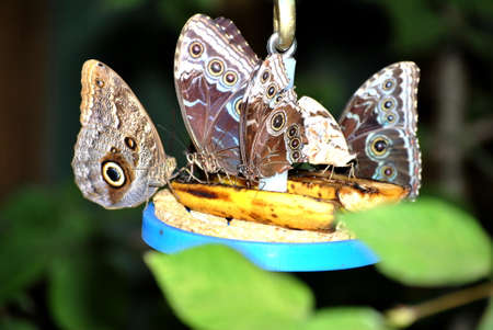 Butterflies Feeding on Bananasの写真素材