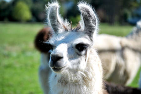 White Alpacaの写真素材
