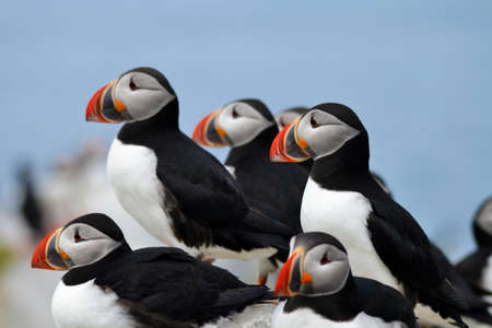 Multliple Puffins with a Clear Blue Skyの写真素材