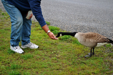 Feeding Geeseの写真素材