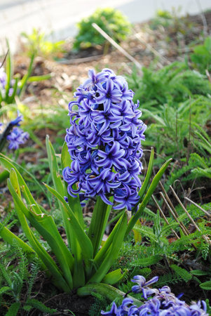 Blue Hyacinth