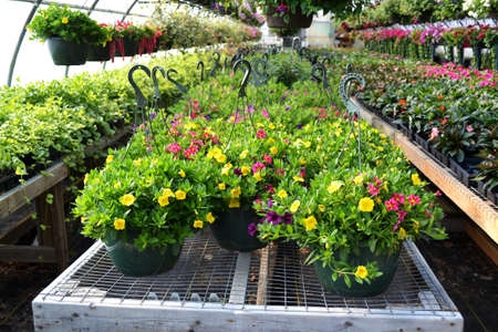 Plants in the Greenhouseのeditorial素材