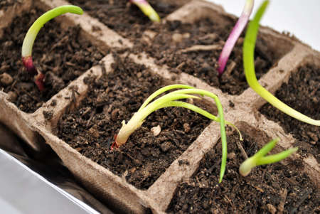Close-Up of Red Onion Sprouts Growingの写真素材