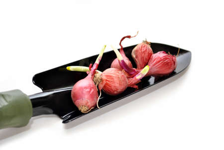 Red Onion Bulbs on a Spade Shovelの写真素材