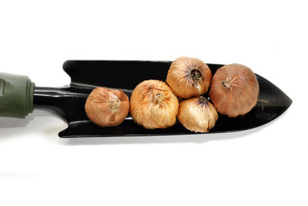 Gladiolus Bulbs on a Spade Shovelの写真素材