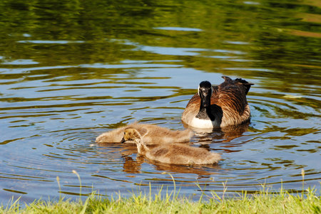 A Family of Canadian Geese Feeding in a Pondの写真素材