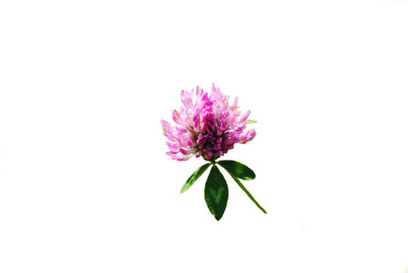 Wild Pink Clover Isolated Over White