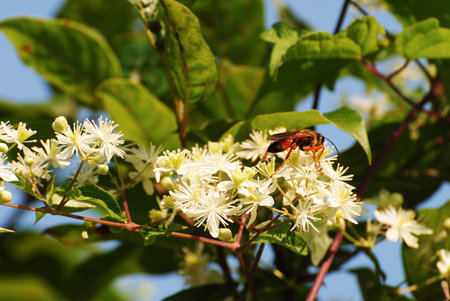 Hornet Seeking Pollen on a White Summer Flower