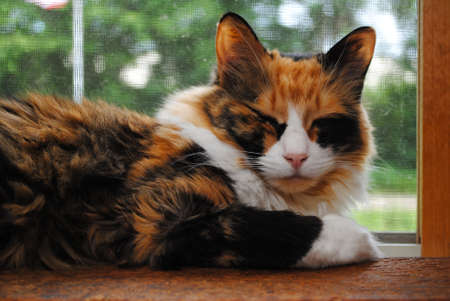 Sleepy Kitty on a Sunny Window Sillの写真素材
