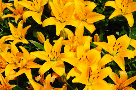 Summer Background of Bright Yellow Liliesの写真素材
