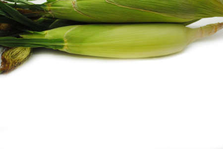 Fresh Corn Cobs with Copy Space on the Bottomの写真素材