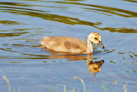 A Baby Goosling Swimming in a Summer Pondの写真素材