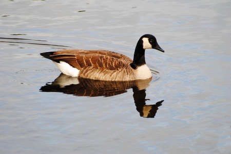 Perfect Canadian Goose Swimming with a Reflection in the Waterの写真素材