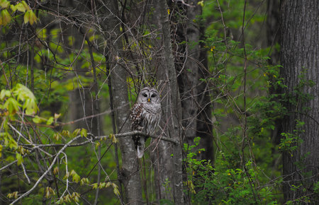 Large Wild Barred Owl Sitting on a Tree Branch in the Woodsの写真素材