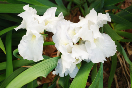 Bearded Pure White Irises Blooming in springの写真素材