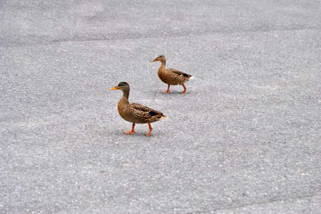 Two Female Mallard Ducks Walking on Pavementの写真素材